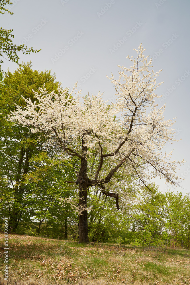 Fototapeta premium Wild cherry tree blossom