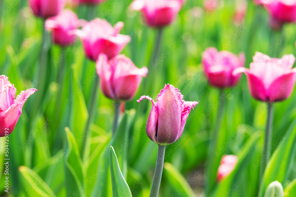 Tulips with pink buds on a flowerbed in the park closeup Tulips with pink buds on a flowerbed in the park closeup