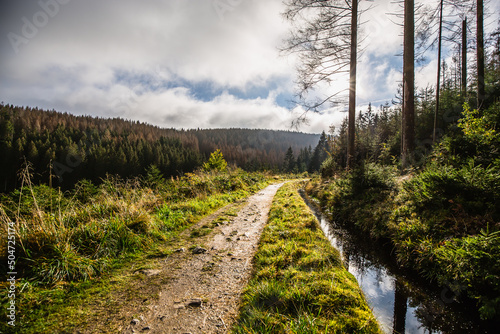 Path in the mountains of Harz, Germany