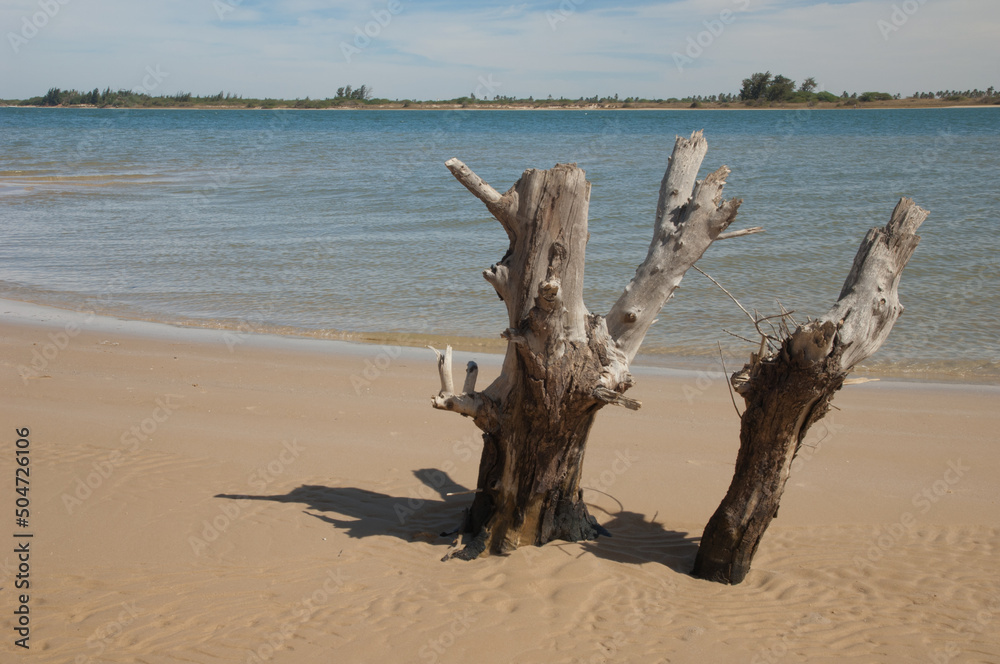 Trunks in the bank of the Senegal River. Langue de Barbarie National Park. Saint-Louis. Senegal. Trunks in the bank of the Senegal River. Langue de Barbarie National Park. Saint-Louis. Senegal.