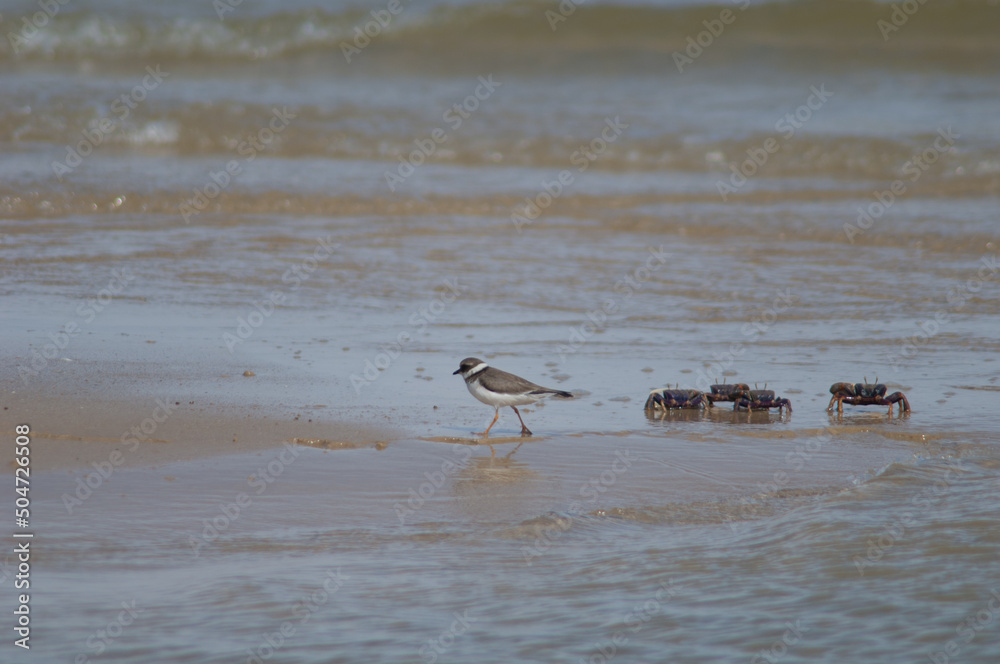Common ringed plover Charadrius hiaticula and fiddler crabs Afruca tangeri. Senegal River. Langue de Barbarie National Park. Saint-Louis. Senegal.