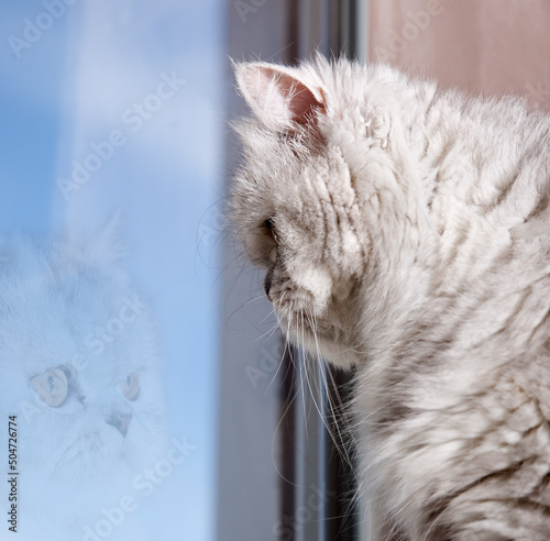 Reflections in the window of a beautiful Persian cat