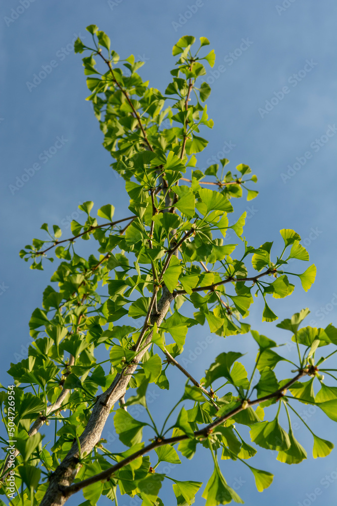 The fan shaped green leaves of Ginkgo biloba tree also known as Maidenhair tree. Budding leaves in the springtime.