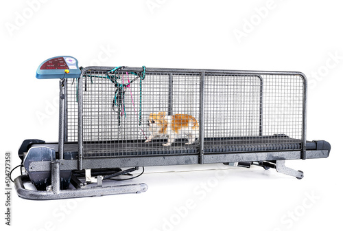 Картината върху платно treadmill for dog in studio