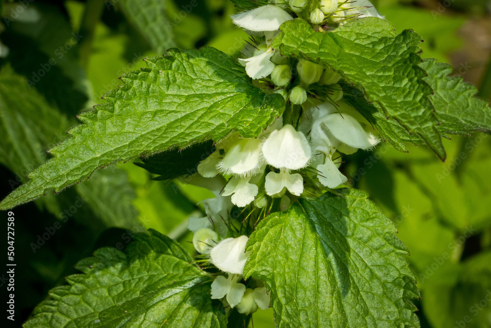white blooming nettle flowers in spring in an overgrown garden, Ukrainian village, Ukraine white blooming nettle flowers in spring in an overgrown garden, Ukrainian village, Ukraine