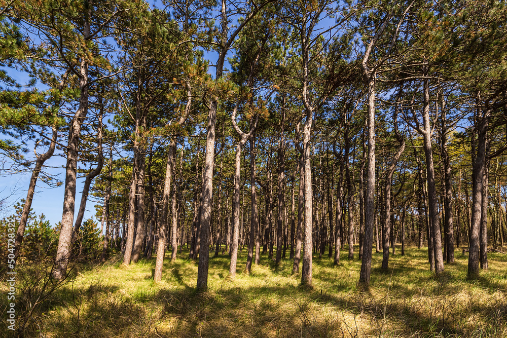 Fototapeta premium Küstenwald bei Neuendorf auf der Insel Hiddensee
