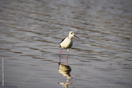 Black winged stilt bird in lake
