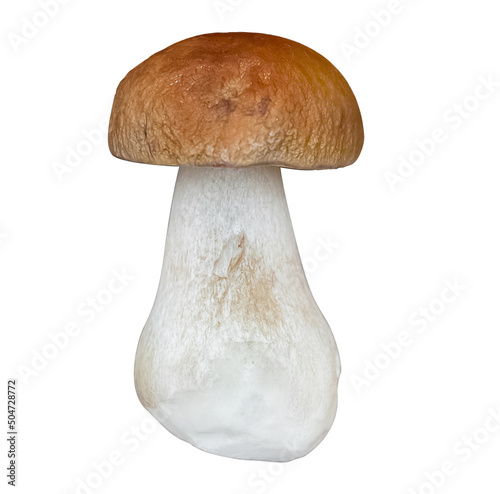 harvested boletus mushroom isolated on white background