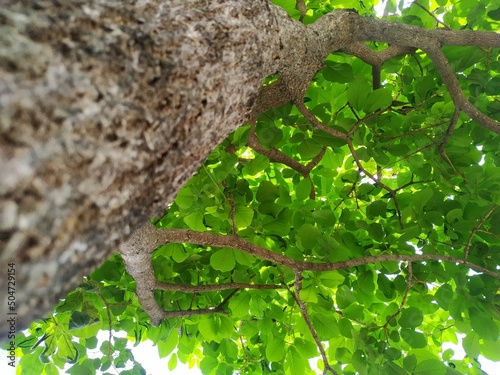 Below a tree