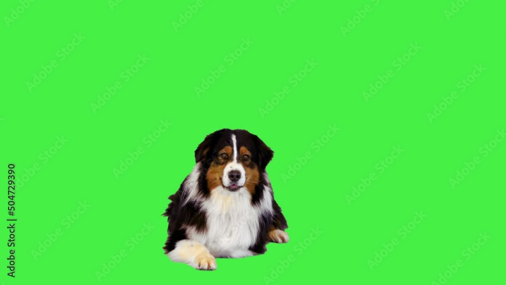 Australian Shepherd dog lays down on a Green Screen, Chroma Key. Australian Shepherd dog lays down on a Green Screen, Chroma Key.