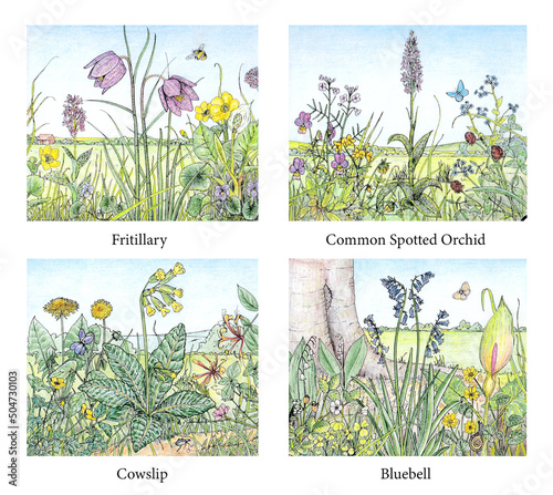 Four Line and Colour Illustrations (British Flowers).
Fritillary, common spotted orchis, cowslip, bluebells.