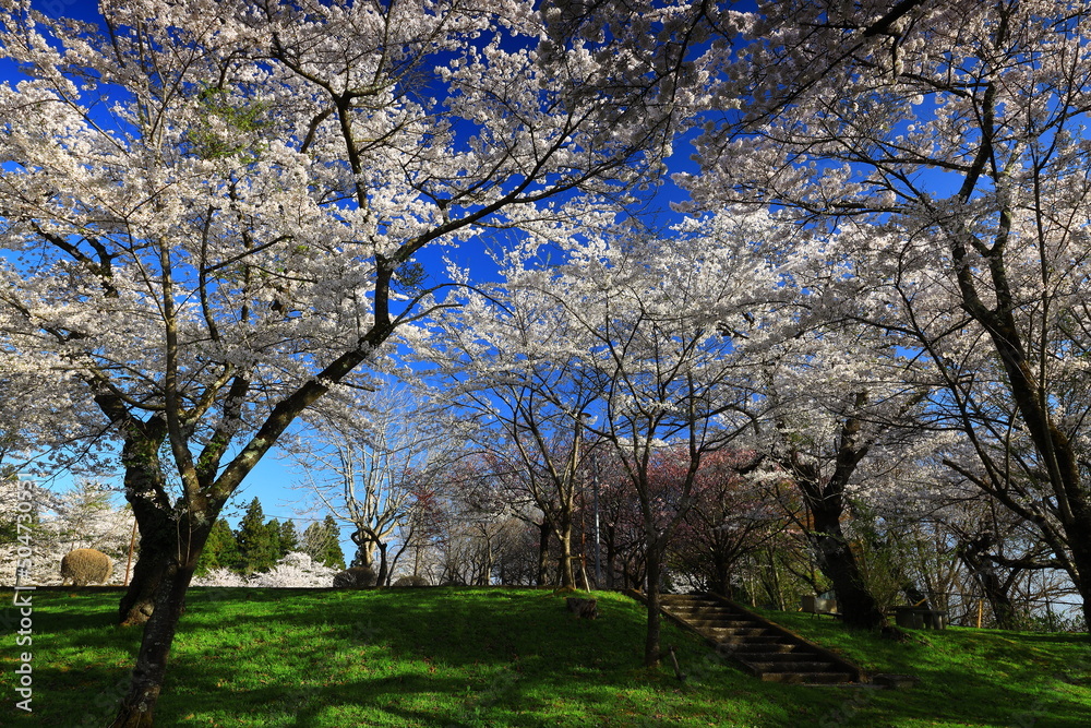 岩手県奥州市　青空と満開の桜