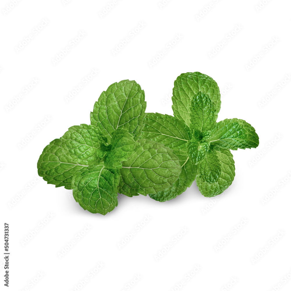Fresh mint leaves isolated on white background Fresh mint leaves isolated on white background