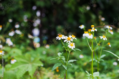 Beautiful nature with a bee perching on orange pollen of white flowers (daisies) blooming in spring forest.