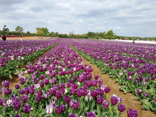 Wallpaper Mural Norfolk Tulips | UK Tulips | British Tulips | Tulips for Tapping 2022 | Norfolk Tulip Fields Torontodigital.ca