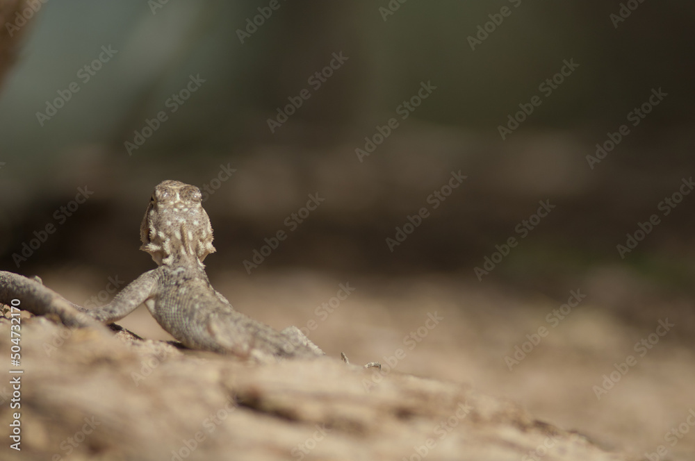 Back view of a common agama Agama agama. Langue de Barbarie National Park. Saint-Louis. Senegal.