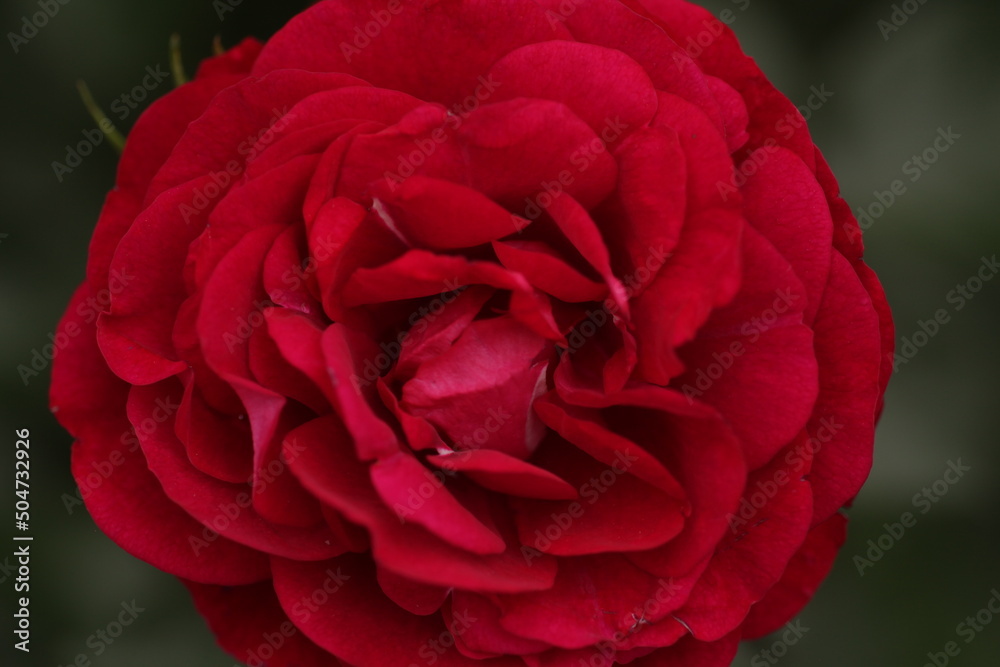 single red rose single red rose