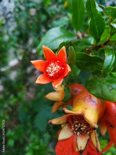 Growing pomegranate fruits