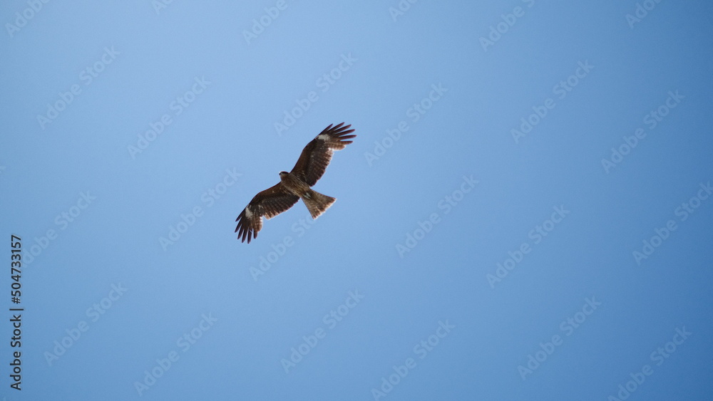 Obraz premium 大空を舞う鳥