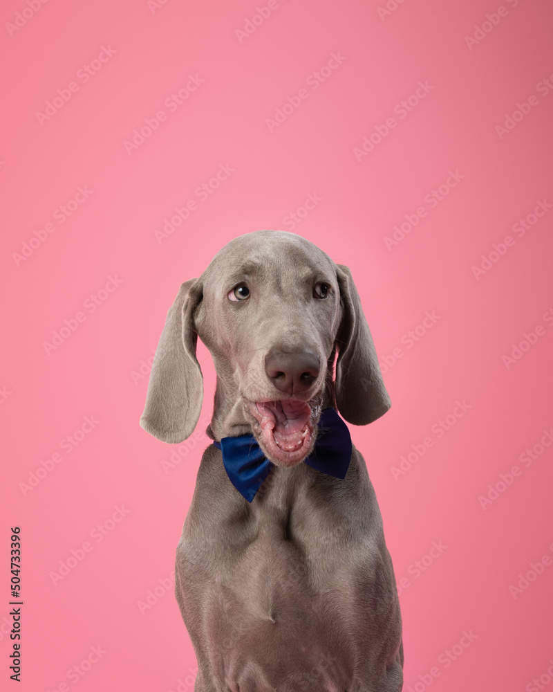 Cute Weimaraner puppy on a pink background
