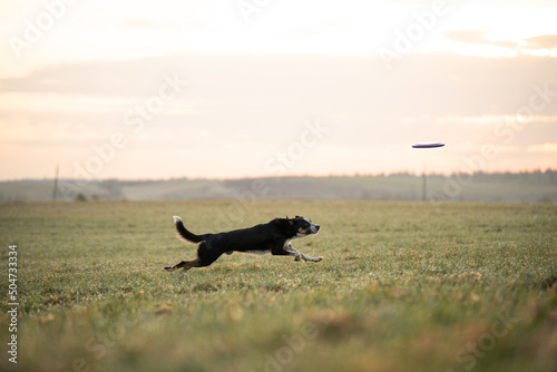 border collie dog in a green field