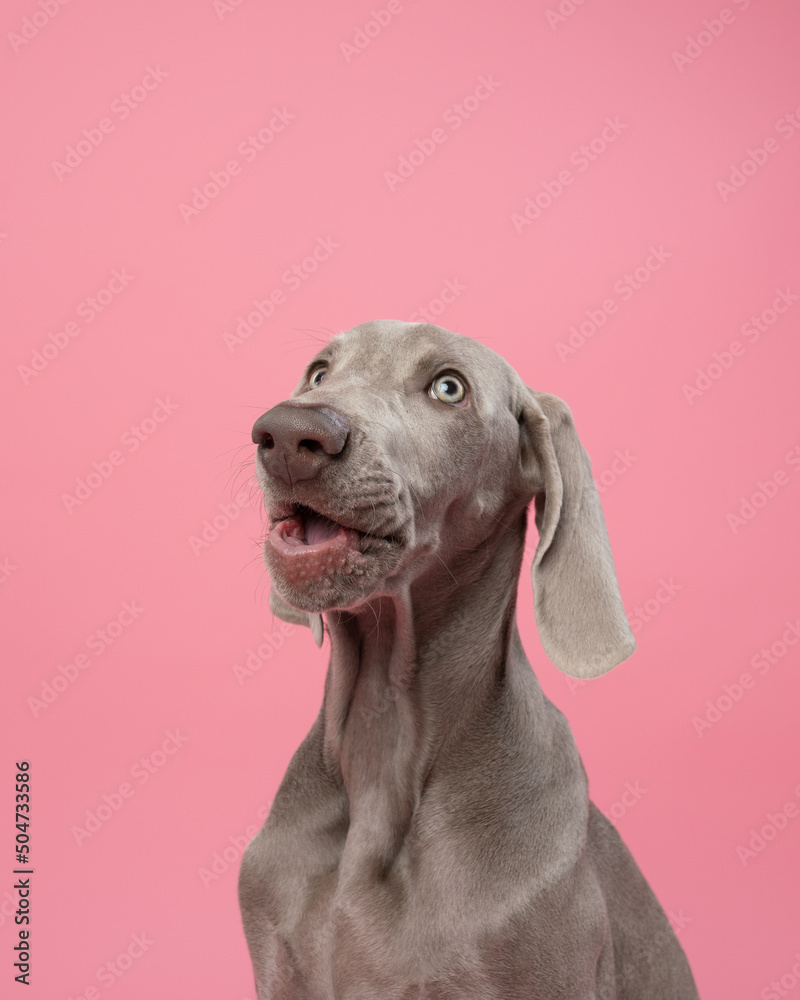 Cute Weimaraner puppy on a pink background Cute Weimaraner puppy on a pink background