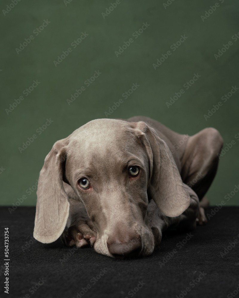 Cute Weimaraner puppy on a green background

