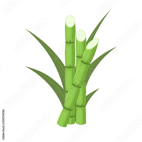 Vector illustration of sugarcane, isolated on white background, suitable as a packaging label for processed sugarcane products.