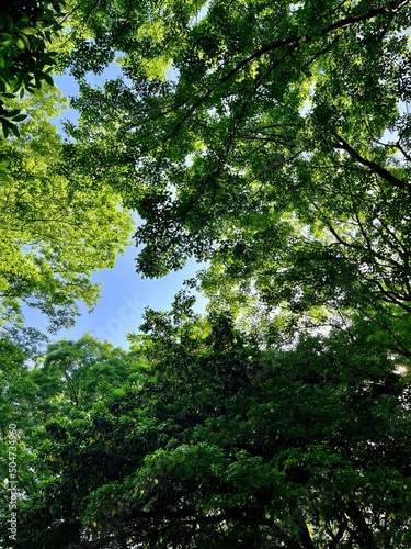 forest in the morning