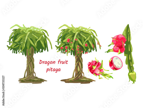 716_dragon fruit plant_dragon fruit Dragon Fruit, Hylocereus, Pitahaya, Pitahaya, Hand drawn vector illustration of a tree, pitaya stems, with fruits on a white background, set, stages of fruit ripeni