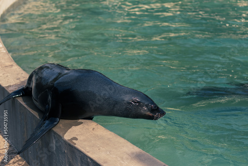 Canvas Print A black fur seal sits on the side of the pool on a sunny day