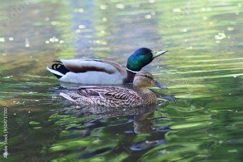 Para kaczek pływa po wodzie