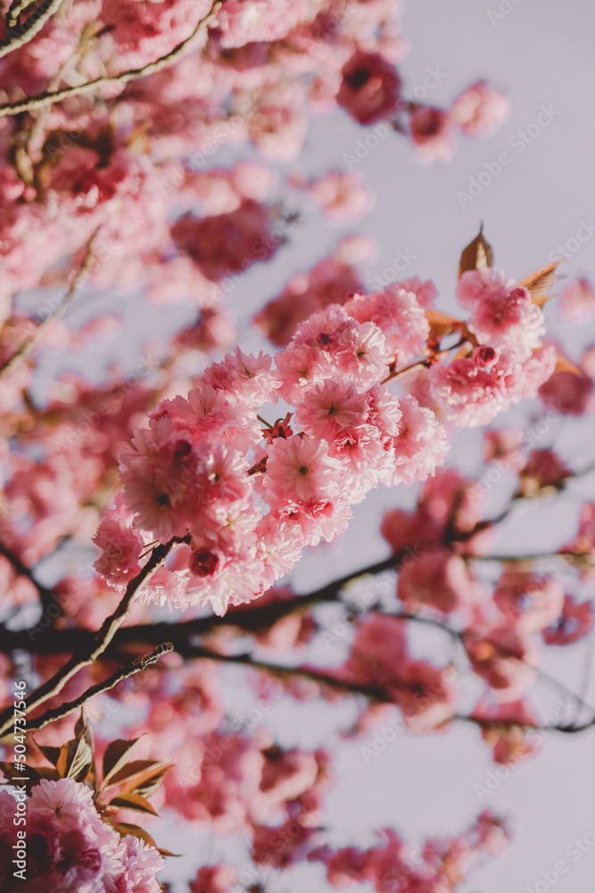 lush cherry blossoms in Germany lush cherry blossoms in Germany