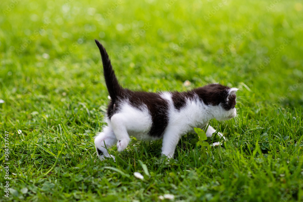 Little cat on grass