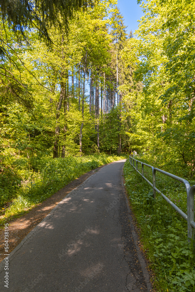 Fototapeta premium Long path in forest with metal railings around over precipice in front of high thin trees