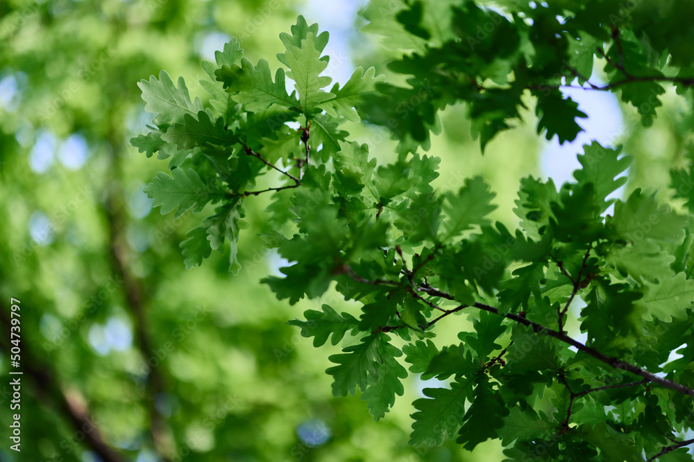 Green fresh leaves on oak branches close-up against the sky in sunlight Green fresh leaves on oak branches close-up against the sky in sunlight
