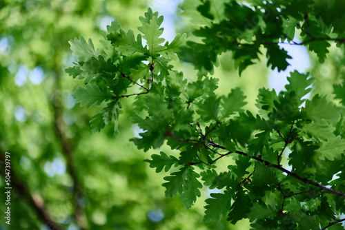 Green fresh leaves on oak branches close-up against the sky in sunlight