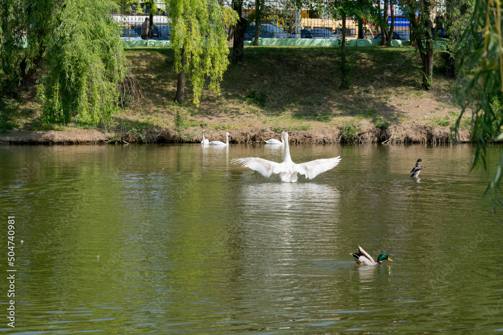 Mute Swans and Mallard ducks on the lake. Waterfowl of Moldova, nature of Eastern Europe Mute Swans and Mallard ducks on the lake. Waterfowl of Moldova, nature of Eastern Europe