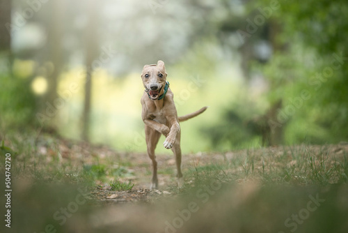 Crazy Whippet dog running in the forest © Nikol