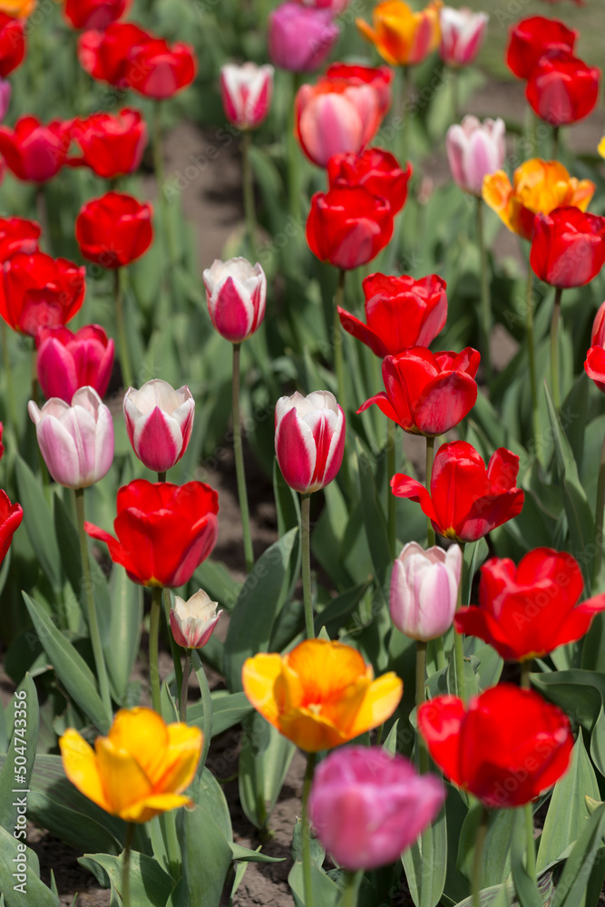 row of red tulips 