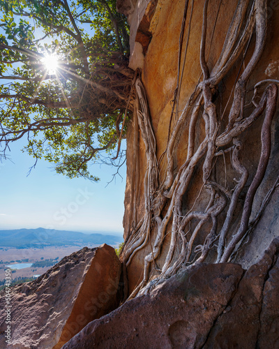 Vines growing over rocks with the sun shining through on a mountain on a clear day,, NSW, Australia. 
