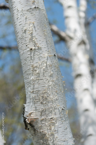 birch trunk in spring