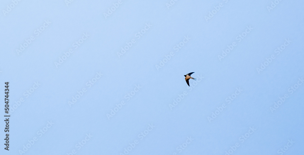 a barn swallow (Hirundo rustica) in flight under a clear light blue spring sky a barn swallow (Hirundo rustica) in flight under a clear light blue spring sky