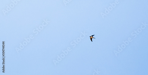 a barn swallow (Hirundo rustica) in flight under a clear light blue spring sky photo