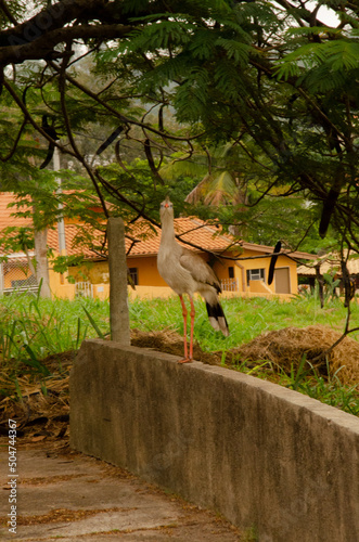 A single siriema roamed the remote part of Águas de São Pedro. Cariamidae.  photo