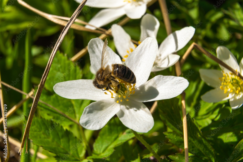 Russia. May 10, 2022. White flowers of anemone in the park of the city of Petrodvorets. Russia. May 10, 2022. White flowers of anemone in the park of the city of Petrodvorets.