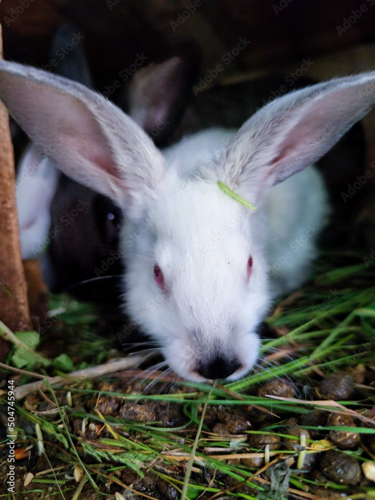 rabbit rabbit