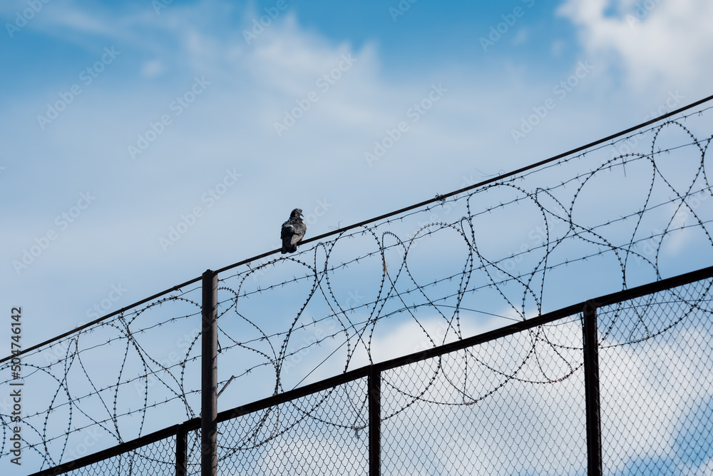 A pigeon sits on a barbed prison fence against a blue sky background A pigeon sits on a barbed prison fence against a blue sky background