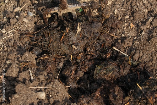 Organic manuring in the garden. Close up of pile of dung in the furrow and garden fork.  Traditional rural scene lit by the sun
