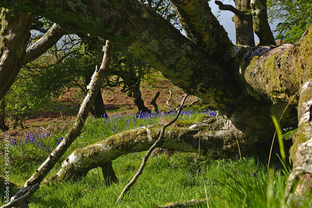 Bluebells in Barbondale, Cumbria, Yorkshire Dales National Park